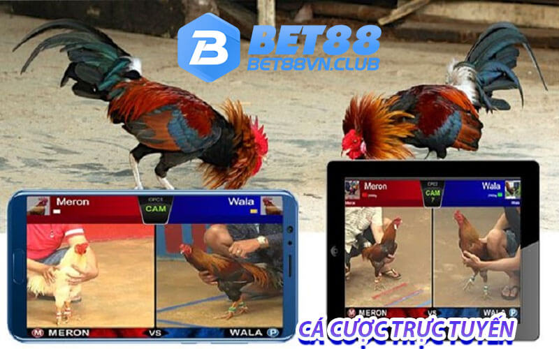 Đá gà bet88 trực tuyến