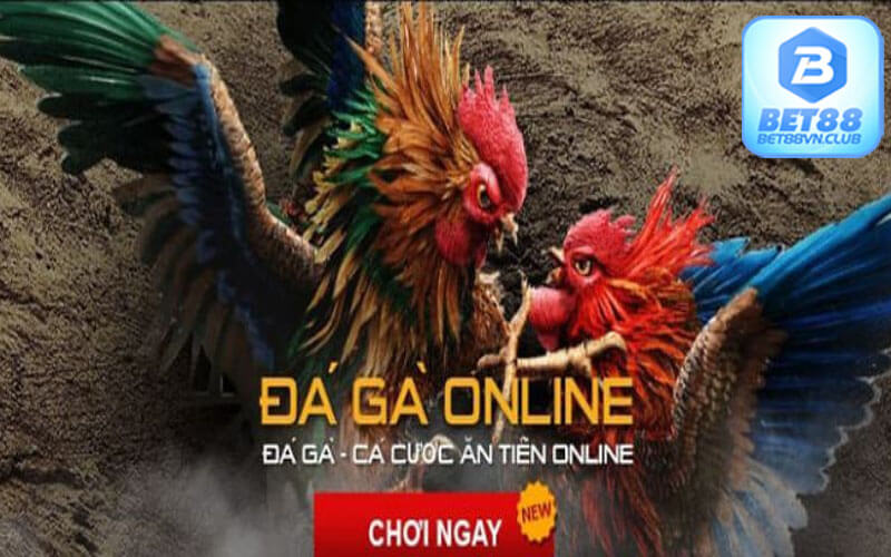 Những mẹo khi chơi đá gà bet88